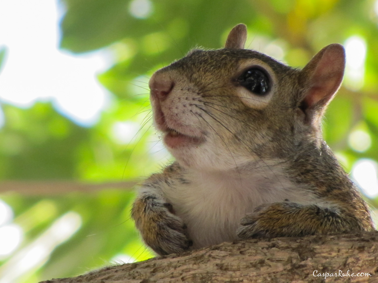 Squirrel